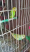 Budgerigar Master Pair